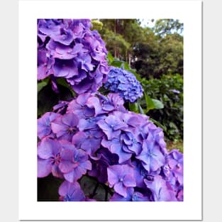 Purple Hydrangea Posters and Art